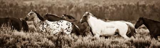Sepia Horses Canvas Art - Gary Crandall (8 x 24)