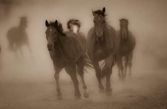 Sepia Horses II Canvas Art - Gary Crandall (24 x 36)