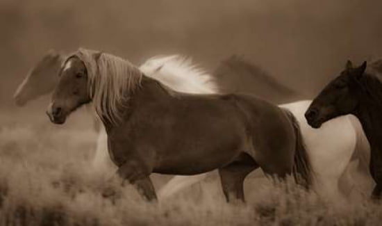 Sepia Horses III Canvas Art - Gary Crandall (12 x 18)