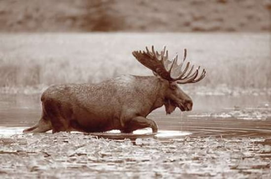 Sepia Moose Canvas Art - Gary Crandall (24 x 36)