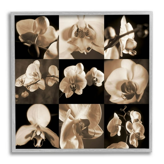 Sepia Orchid Varied Photography Botanical & Floral Photograph Gray Framed Art Print Wall Art