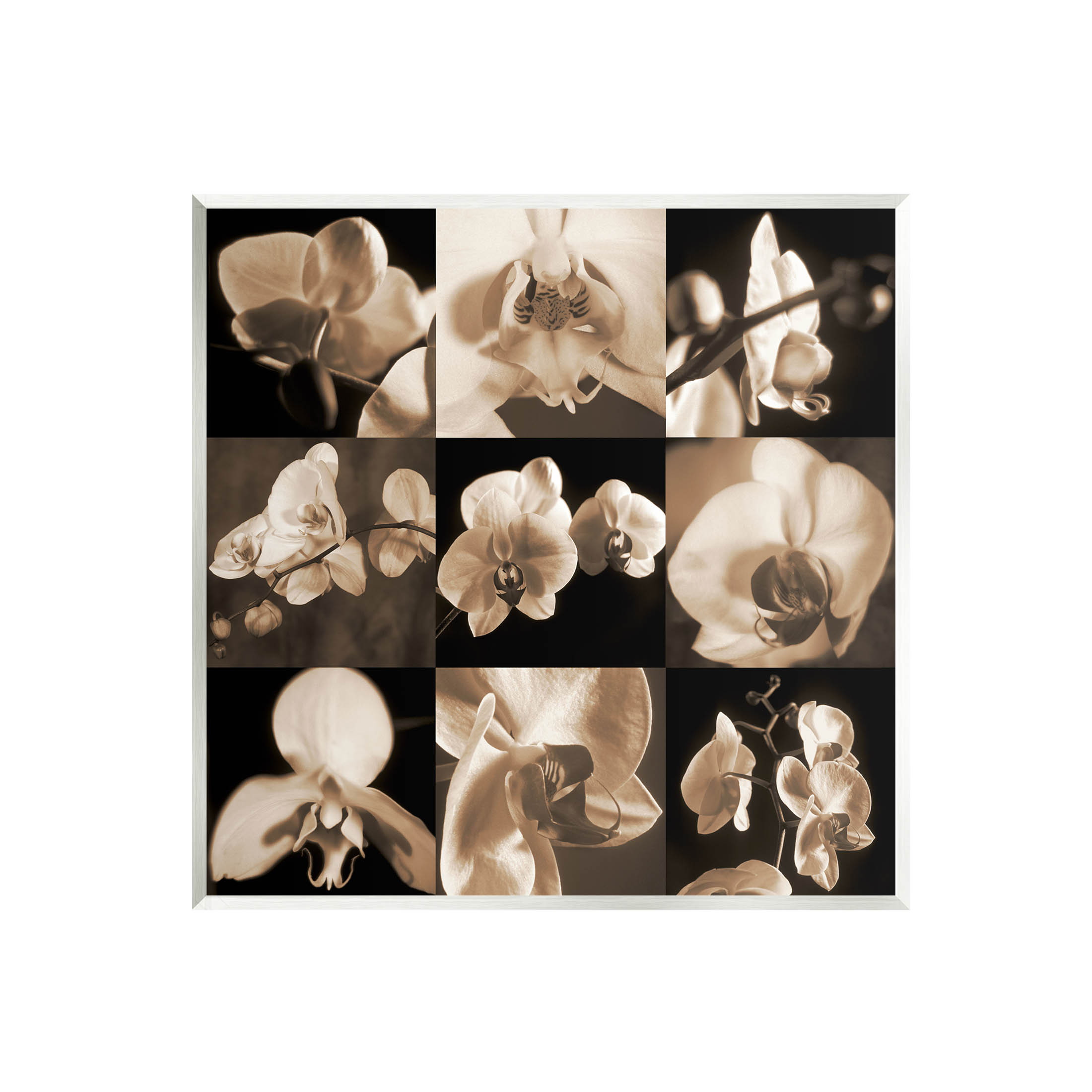Sepia Orchid Varied Photography Botanical & Floral Photograph Unframed Art Print Wall Art