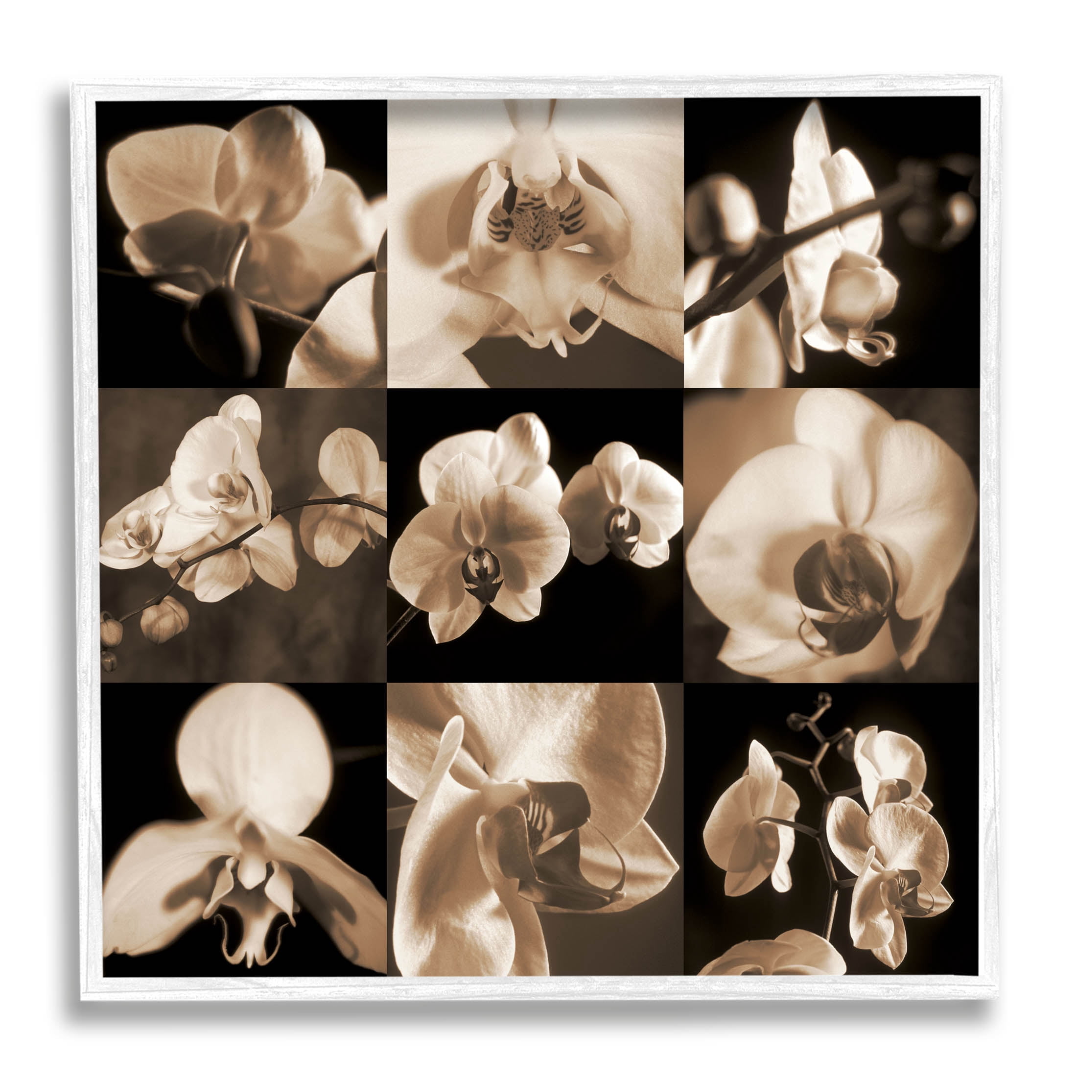 Sepia Orchid Varied Photography Botanical & Floral Photograph White Framed Art Print Wall Art