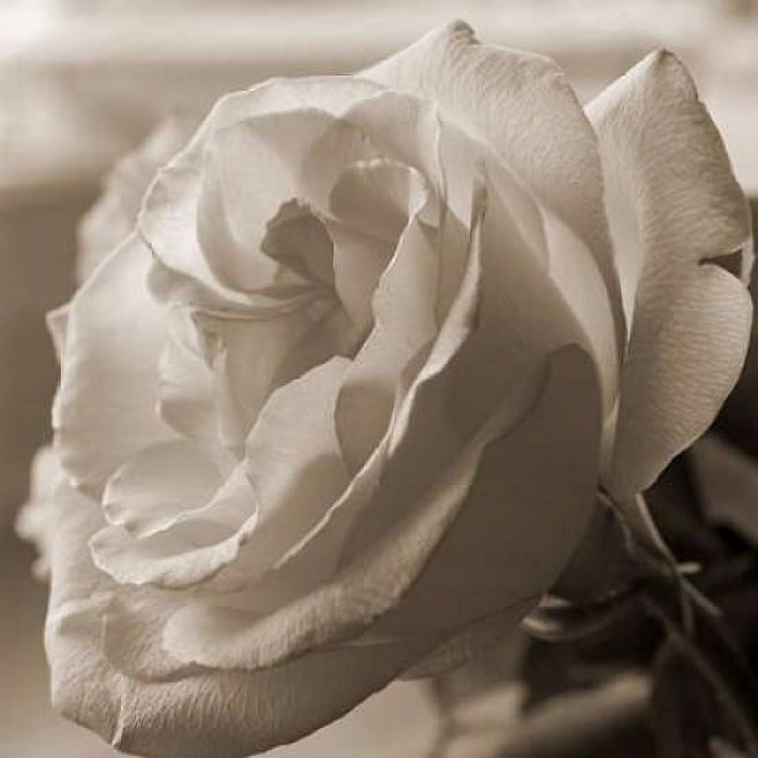 Sepia Rose 1 Canvas Art - Marlana Semenza (24 x 24)