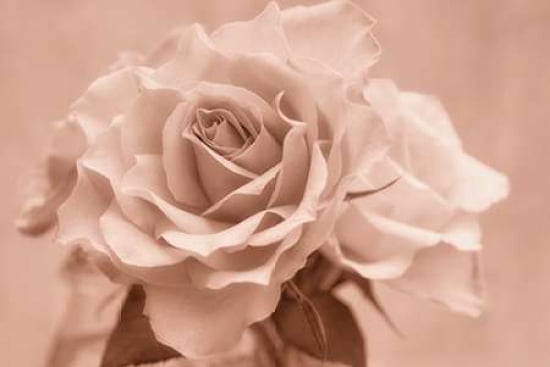 Sepia Rose Canvas Art - Cora Niele (12 x 18)