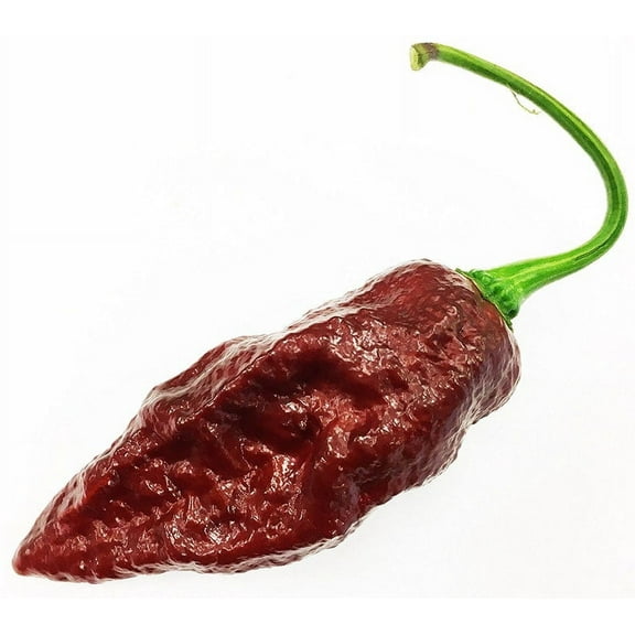 Sepia Serpent (Douglah X Reaper) Pepper Premium Seeds Packet