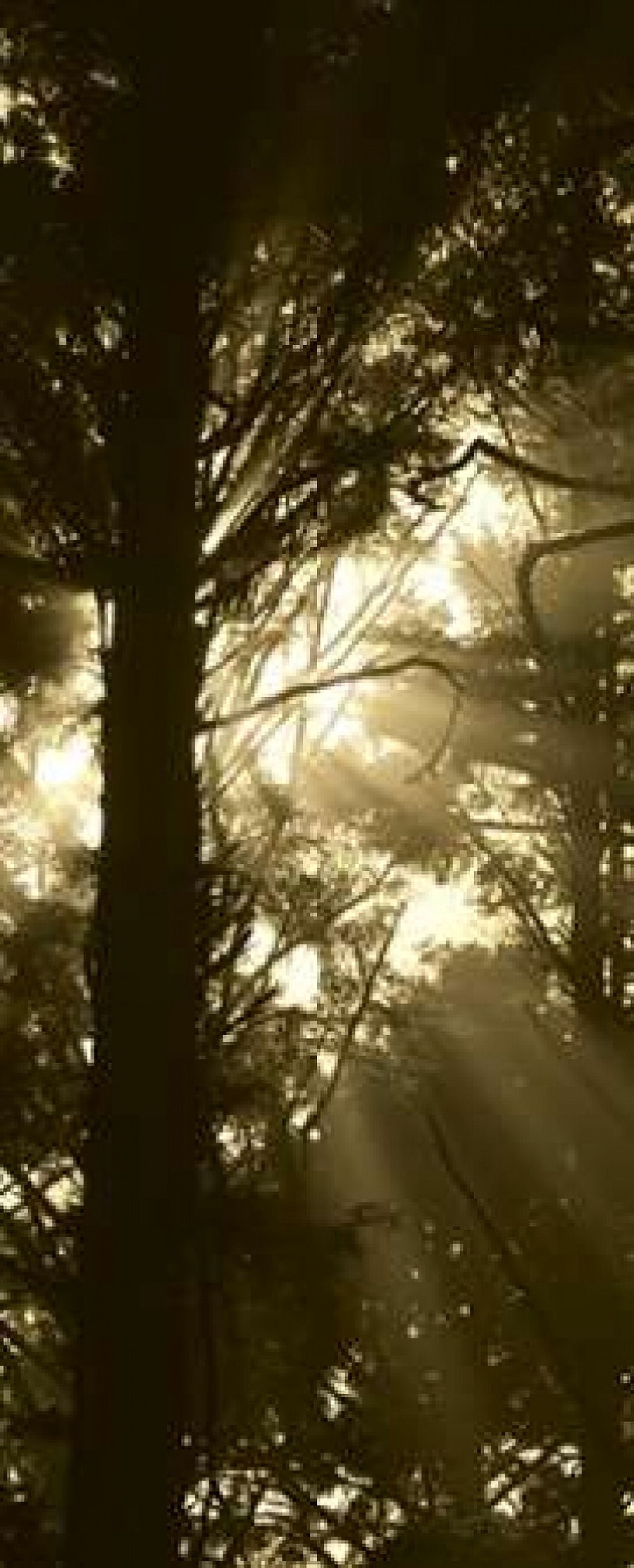 Sepia Shadows I Canvas Art - Erin Berzel (24 x 48)