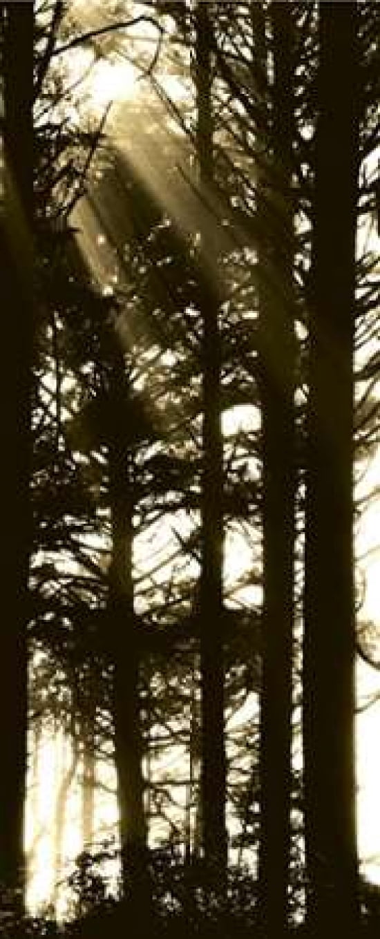Sepia Shadows II Canvas Art - Erin Berzel (10 x 20)