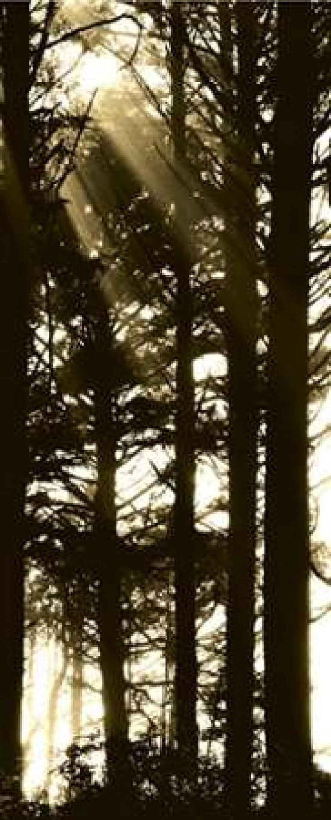 Sepia Shadows II Canvas Art - Erin Berzel (24 x 48)