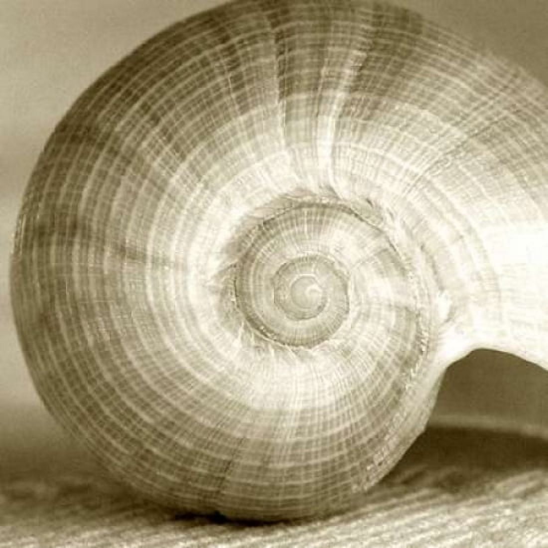Sepia Shell Life 1 Canvas Art - Amber Light Gallery (24 x 24)