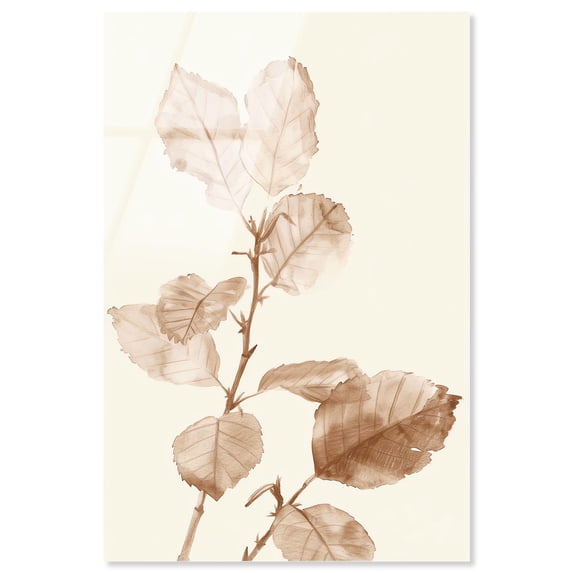 Sepia Sprigs III Acrylic Print Boho Natural Art by Art Remedy, Ready to Hang, 16 x 24