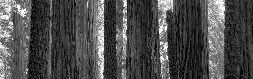 Sequoia Grove Sequoia National Park California USA Canvas Art - Panoramic Images (12 x 36)