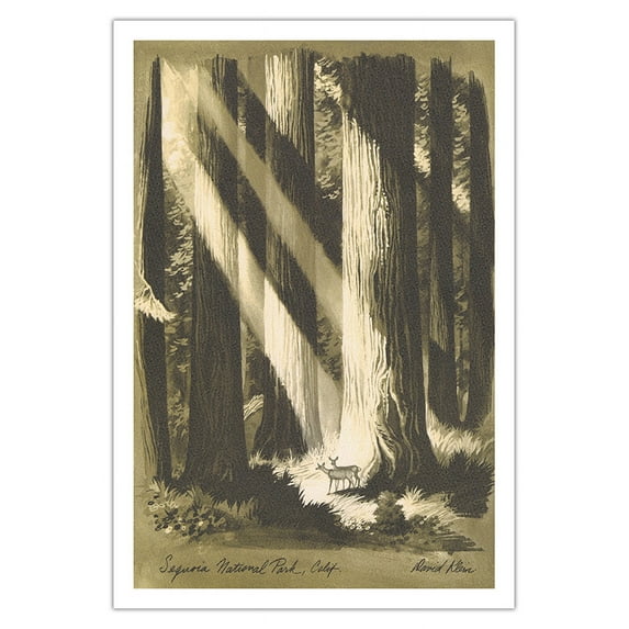 Sequoia National Park California - Giant Sequoia Trees - Vintage Travel Poster by David Klein c.1960s - Fine Art Matte Paper Print (Unframed) 30x44in