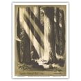 thumbnail image 1 of Sequoia National Park California - Giant Sequoia Trees - Vintage Travel Poster by David Klein c.1960s - Master Art Print (Unframed) 9in x 12in, 1 of 4