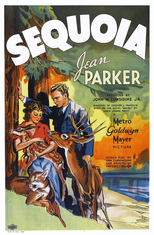 Sequoia U Canvas Art - (24 x 36)