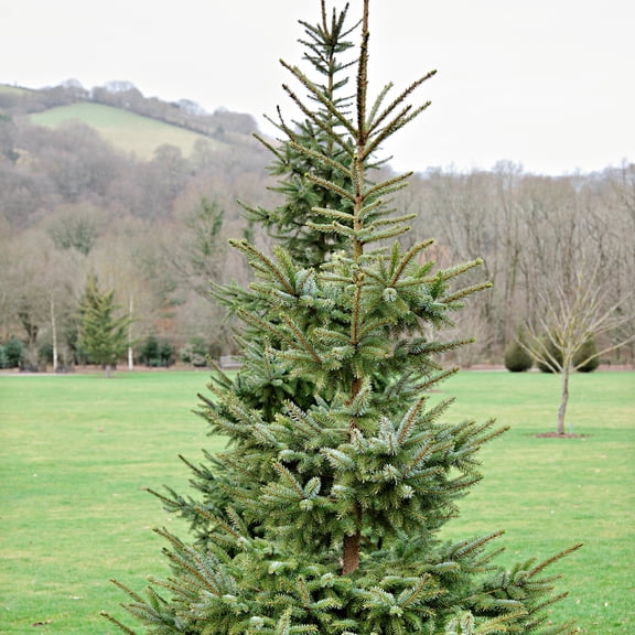 Serbian Spruce Evergreen Tree, grown in a 2.50 quart pot (1-Pack)