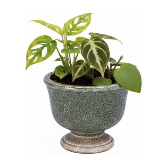 Sereia Pedestal Ceramic Planter with Layered Glaze