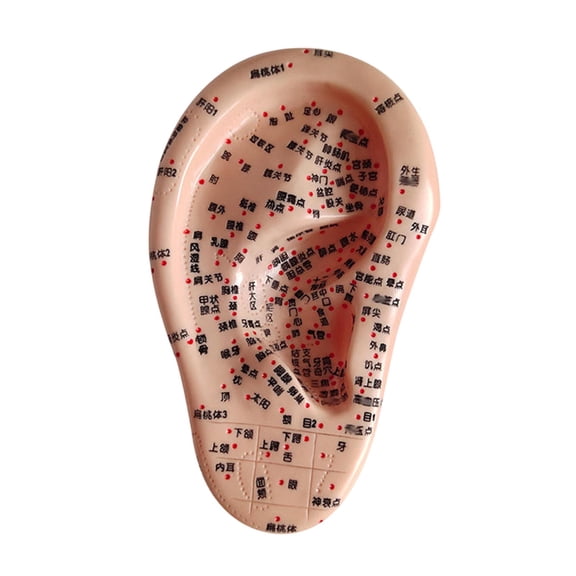 Serenable Human Ear Acupoint Auricular Acupoint Model with Acupoint Soft PVC Simulation Massage Practice Tool for Learning Massaging Right