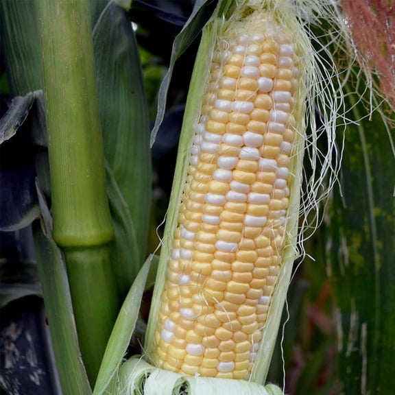 Serendipity Hybrid Triplesweet Corn Garden Seeds - 1 Lb - Non-GMO Vegetable Gardening Seeds - Bicolor Triple Sweet Corn