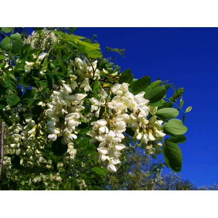 Serendipity Seeds 10 Black Locust Tree Plant Seeds