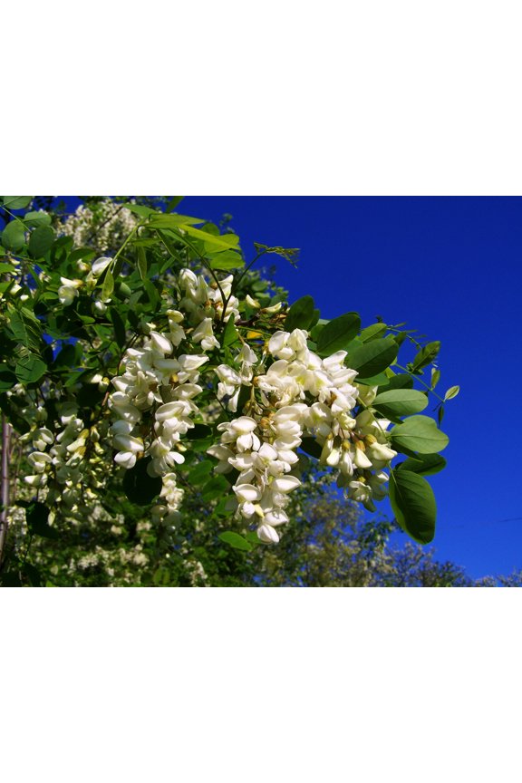 10 Black Locust Tree Plant Seeds