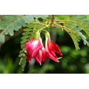 Serendipity Seeds 10 Hummingbird Tree Plant Seeds