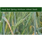 Serendipity Seeds Hard Red Spring Wheat Heirloom Plant Seeds, All Natural NON GMO