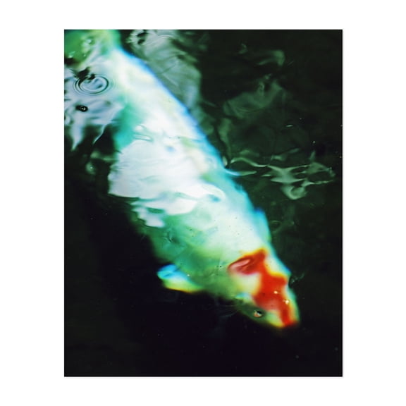 Serene Aquatic Aura - Athens Greece Photography Aquatic Marine Life Abstract Water Animal Surrealism Wildlife Unframed Wall Art Print 20 x 24 inches