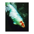 thumbnail image 1 of Serene Aquatic Aura - Athens Greece Photography Aquatic Marine Life Abstract Water Animal Surrealism Wildlife Unframed Wall Art Print 8 x 10 inches, 1 of 13