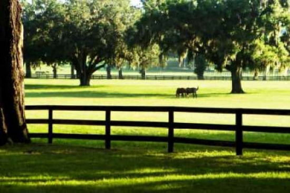 Serene Horses I Canvas Art - Alan Hausenflock (20 x 28)