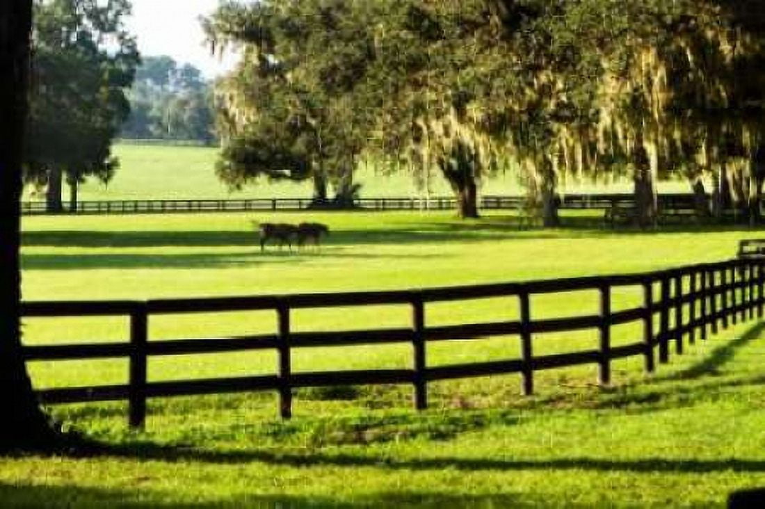 Serene Horses II Canvas Art - Alan Hausenflock (20 x 28)