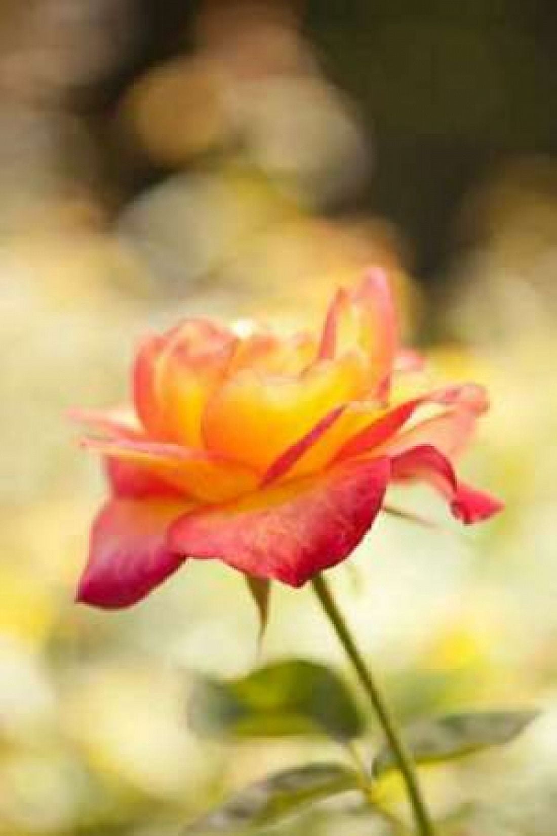 Serene Rose I Canvas Art - Karyn Millet (12 x 18)
