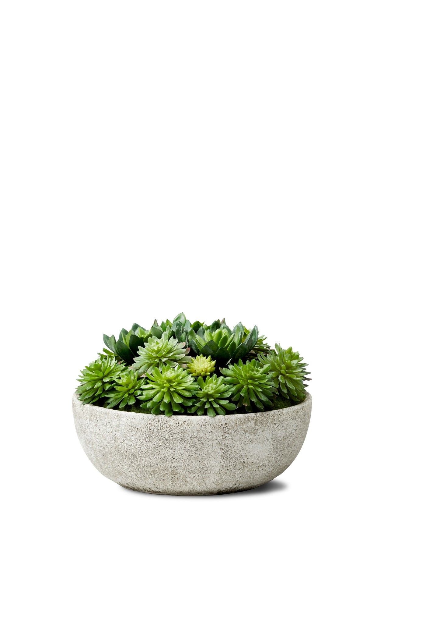 Echeveria Succulent Mix in Round Gray Plastic Bowl