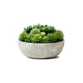 thumbnail image 1 of Serene Spaces Living 7" Echeveria Succulent Mix in Bowl - for Weddings and Home Décor, Real Looking Succulent for Decoration, Single, 1 of 6