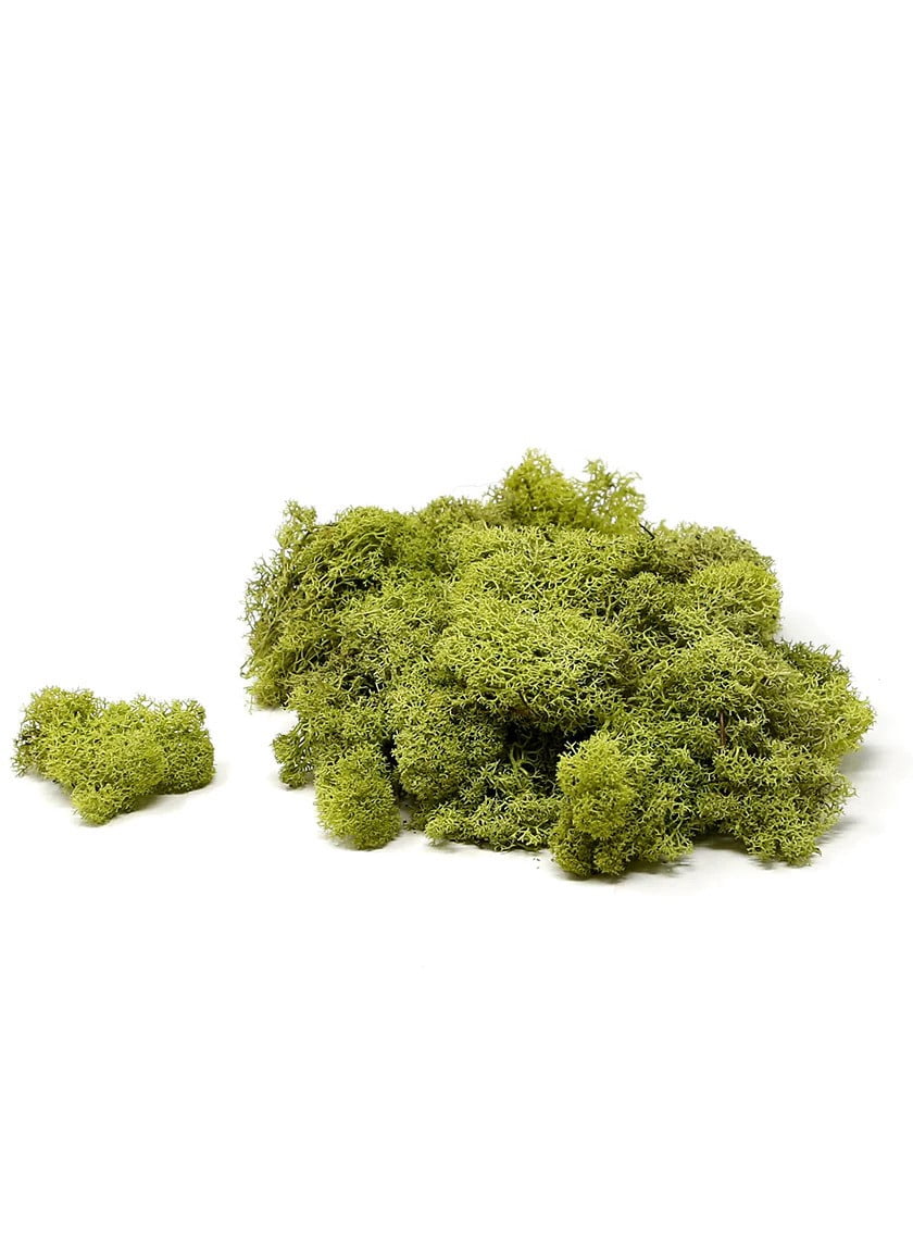 Serene Spaces Living Green Preserved Low-Maintenance Natural Moss Decorative Filler, 8 Ounce Bag