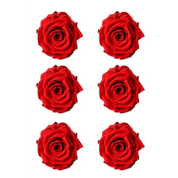 Serene Spaces Living Set Of 6 Preserved Red Rose, 2.5" Diameter & 2.75" Tall