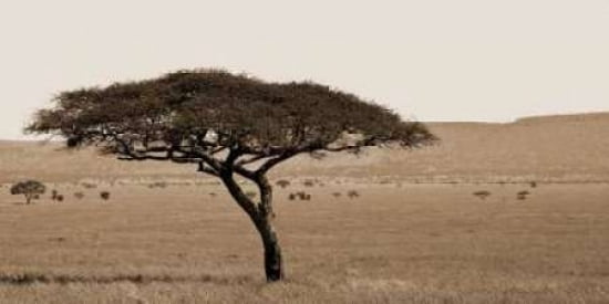 Serengeti Horizons I Canvas Art - JeffBoyce MaiharaWatt (24 x 48)