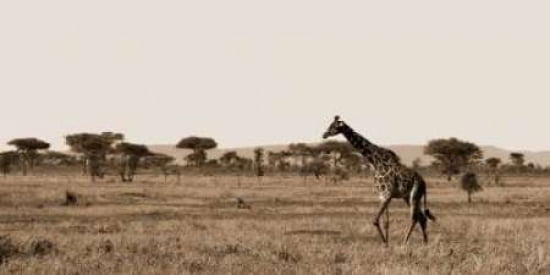 Serengeti Horizons II Canvas Art - JeffBoyce MaiharaWatt (24 x 48)