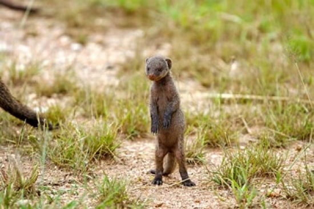 Serengeti Tanzania Banded mongoose baby Canvas Art - Joe & Mary Ann McDonald DanitaDelimont (17 x 11)