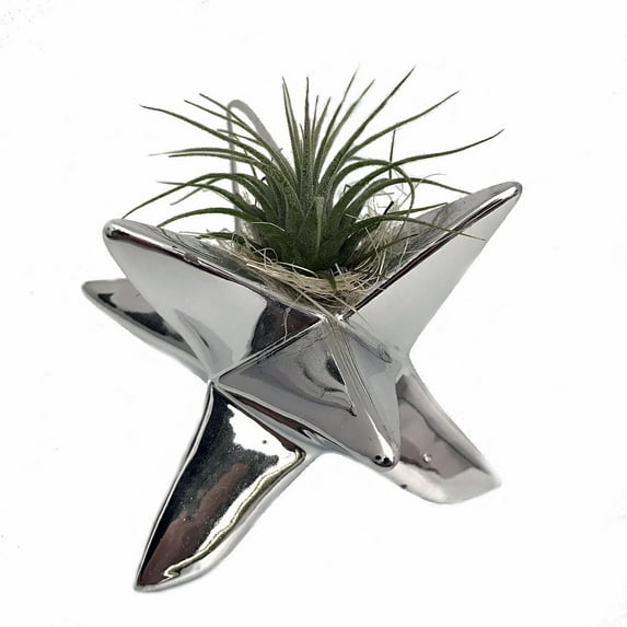 Serenity Star Ceramic Planter with Living Air Plant - 3.5" x 4" - Silver