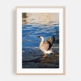 thumbnail image 1 of Serenity's Shoreline - Piraeus Greece Photography Wildlife Bird Lake Nature Water Scenic Aquatic Oak Framed Wall Art Print 6 x 8 inches, 1 of 59