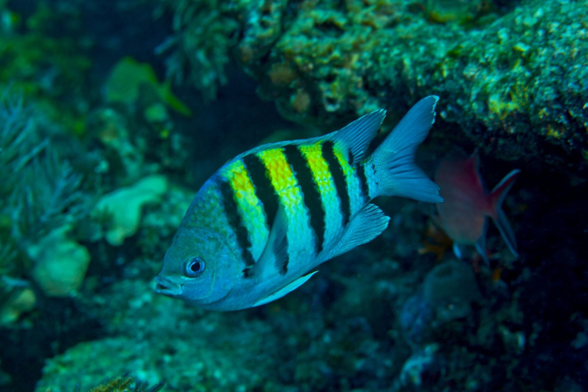 Sergeant Major damselfish Canvas Art - Michael WoodStocktrek Images (35 x 23)