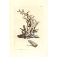 thumbnail image 1 of Seriated Madrepore Coral, Madrepora Seriata Poster Print By ® Florilegius Mary Evans (18 X 24), 1 of 3