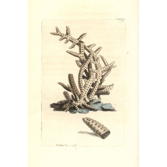 Seriated Madrepore Coral, Madrepora Seriata Poster Print By ® Florilegius Mary Evans (18 X 24)