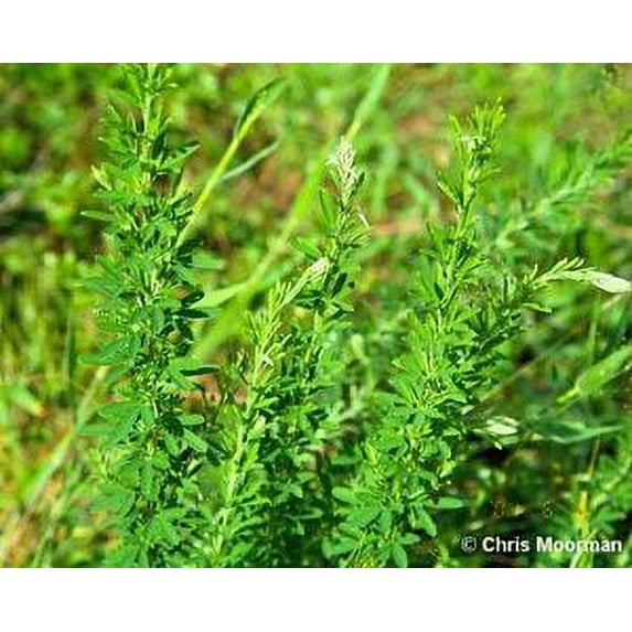 Sericea Lespedeza Seed (Hulled) - 20 Lbs.