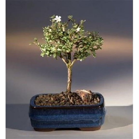 Serissa Foetida Flowering Mount Fuji Serissa Bonsai Tree, Small