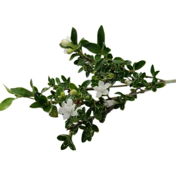 Serissa Foetida White Flower Snowrose, Tree of a Thousand Stars, Starter Plant, Lot of 2