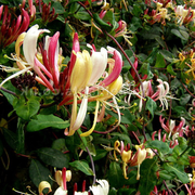 Serotina Belgica Honeysuckle Vine - Late Dutch - Lonicera - 2.5 Pot - Fragrant