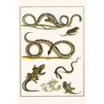 thumbnail image 1 of Serpentes, Muridae, Soricidae, Vipera berus, Squamata Poster Print by Albertus  Seba (18 x 24), 1 of 1