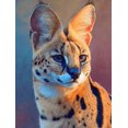 thumbnail image 1 of Serval Cat Canvas Wall Art, Animal Lover Gift Apartment Decor, 1 of 8